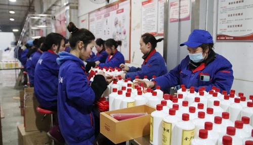 金沙酒业：新年生产忙 抢抓“开门红”